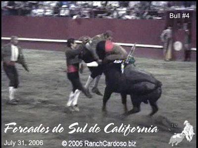 A Forcado group grabbing a bull