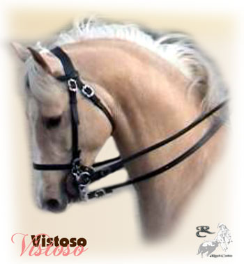 an Azteca horse (Quarter horse x Lusitano mix breed)
