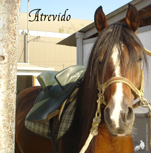 Atrevido - Bay Arabian Stallion