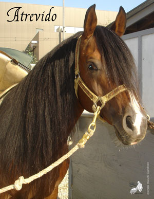 Atrevido - Bay Arabian Stallion