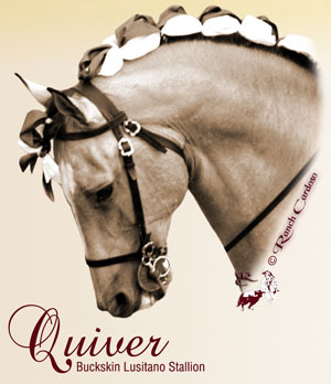 Quiver - Buckskin Lusitano Horse